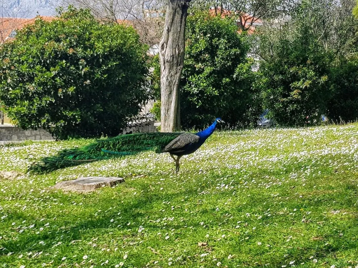 Peacock Apartment Split